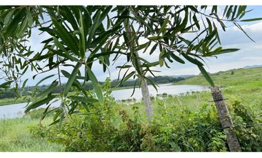 Finca ganadera de 121 hectáreas en venta en Polo Nuevo, Atlántico