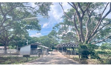 Finca ganadera de 121 hectáreas en venta en Polo Nuevo, Atlántico