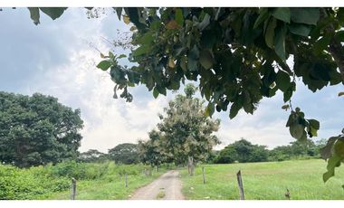 Finca ganadera de 121 hectáreas en venta en Polo Nuevo, Atlántico