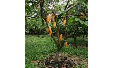 Finca Productora de Cacao de 6 Hect en Venta o Permuta en Guamal Meta