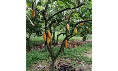 Finca Productora de Cacao de 6 Hect en Venta o Permuta en Guamal Meta