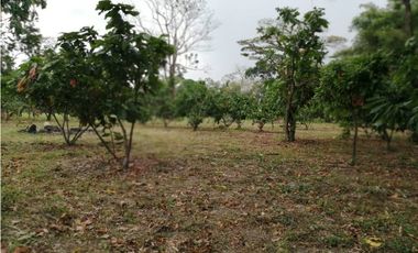 Finca Productora de Cacao de 6 Hect en Venta o Permuta en Guamal Meta