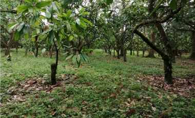 Finca Productora de Cacao de 6 Hect en Venta o Permuta en Guamal Meta