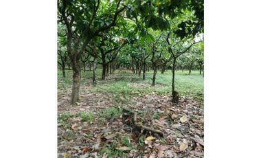 Finca Productora de Cacao de 6 Hect en Venta o Permuta en Guamal Meta