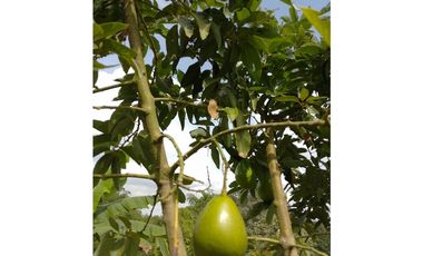 Casa para la venta en arabia, Pereira!!!