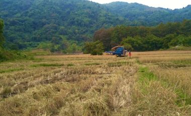 Land for sale in Tha Sut, Chiang Rai