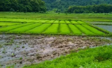 Land for sale in Tha Sut, Chiang Rai