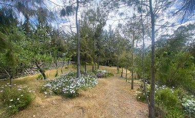 Parcela en Venta en Alcazar de Torres / VEGETACION
