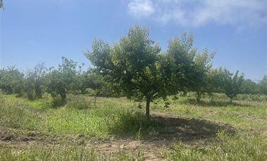 Agrícola en Venta en Ruta G 46 / Las Tortolas