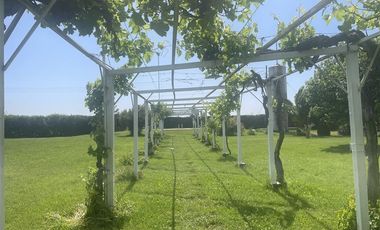 Agrícola en Venta en Ruta G 46 / Las Tortolas