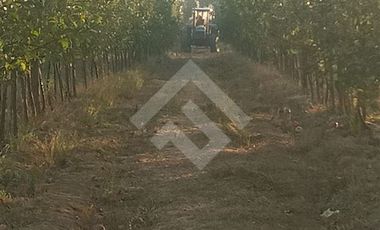 Agrícola en Venta en Camino La Palmilla, Cruce Casa Blanca Norte