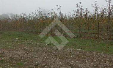 Agrícola en Venta en Camino La Palmilla, Cruce Casa Blanca Norte