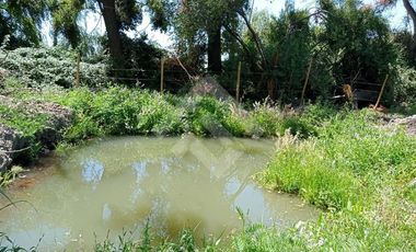 Agrícola en Venta en Camino La Palmilla, Cruce Casa Blanca Norte