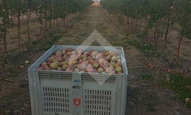 Agrícola en Venta en Camino La Palmilla, Cruce Casa Blanca Norte