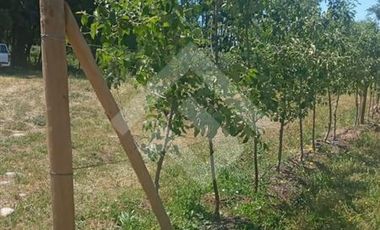 Agrícola en Venta en Camino La Palmilla, Cruce Casa Blanca Norte