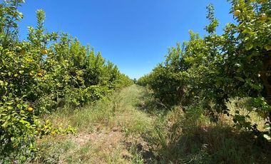 Sitio en Venta en Los Panguiles / Derechos de Agua