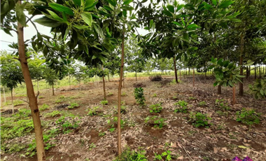 Finca en Puerto Lopez para Venta o Permuta