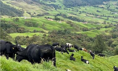Vendo Finca Ganadera 66 cuadras Alto Boquerón