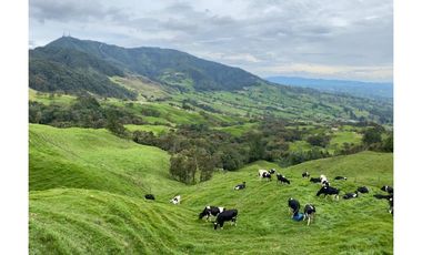 Vendo Finca Ganadera 66 cuadras Alto Boquerón