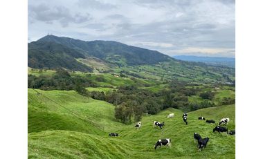 Vendo Finca Ganadera 66 cuadras Alto Boquerón