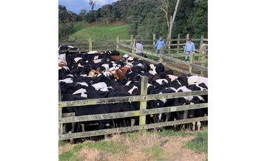 Vendo Finca Ganadera 66 cuadras Alto Boquerón