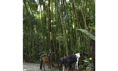 Vendo Espectacular Finca de 6 Cuadras Girardota