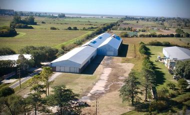 Ruta 21- Alvear - Galpón 3.000 m2.