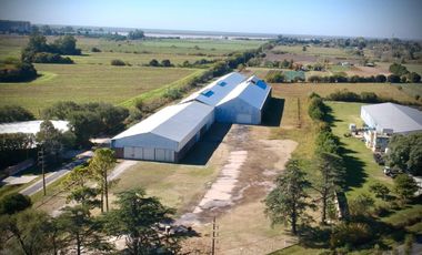 Ruta 21- Alvear - Galpón 6.000 m2.