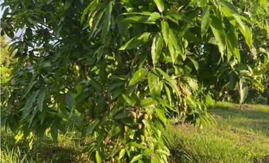 Lote En Condominio Campestre Monte Lagos En La Mesa Cundi