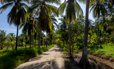 Ultimos 4 lotes pie de playa en Roca Blanca