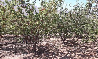 Terreno en sector de Casablanca, Putaendo