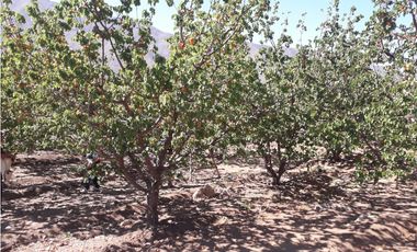 Terreno en sector de Casablanca, Putaendo