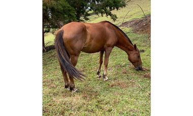 VENTA FINCA MARINILLA VIA EL PEÑOL, ANTIOQUIA, COLOMBIA
