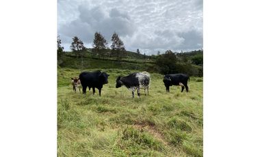 VENTA FINCA MARINILLA VIA EL PEÑOL, ANTIOQUIA, COLOMBIA