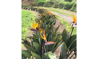 VENTA FINCA MARINILLA VIA EL PEÑOL, ANTIOQUIA, COLOMBIA