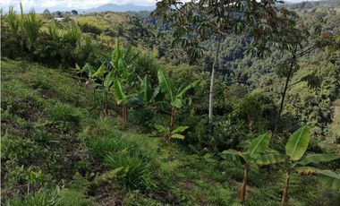 VENTA FINCA VEREDA LA JULIA FILANDIA QUINDO