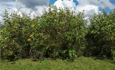 VENTA FINCA VEREDA LA JULIA FILANDIA QUINDO