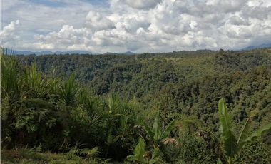 VENTA FINCA VEREDA LA JULIA FILANDIA QUINDO