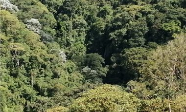 VENTA FINCA VEREDA LA JULIA FILANDIA QUINDO