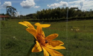 VENTA FINCA VEREDA LA JULIA FILANDIA QUINDO