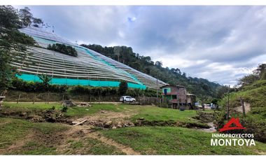 Finca ganadera de 70 cuadras en Argelia, Valle