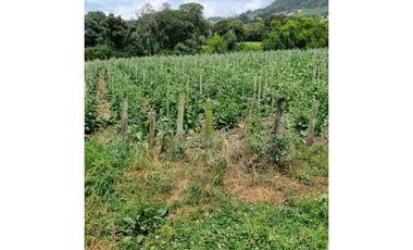 VENDO FINCA EL VINO FACA ROSAL (GU)