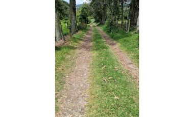 VENDO FINCA EL VINO FACA ROSAL (GU)
