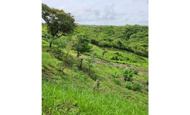 VENTA LOTE TITULADO 1.4 HECTREAS EN PENONOMÉ, ANTÓN