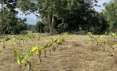 Land for sale in Ton Pao, Chiang Mai