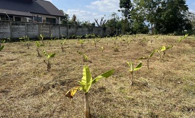 Land for sale in Ton Pao, Chiang Mai