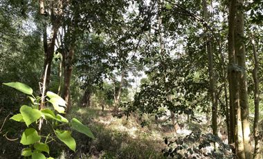 Land for sale in Rim Tai, Chiang Mai