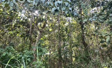 Land for sale in Rim Tai, Chiang Mai