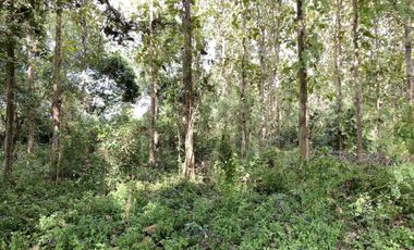 Land for sale in Rim Tai, Chiang Mai