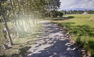 Land for sale in San Sai Luang, Chiang Mai